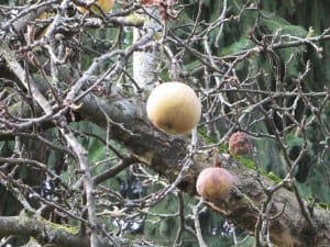 IMG_1499