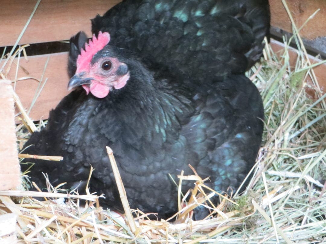 Weinkiste als Nest im Hühnerstall