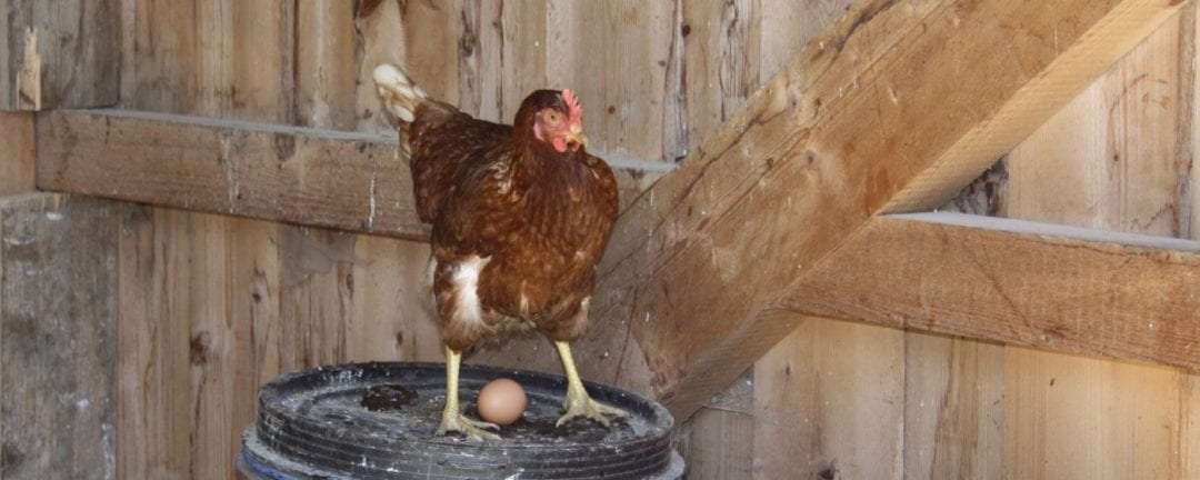 Huhn beim Eierlegen