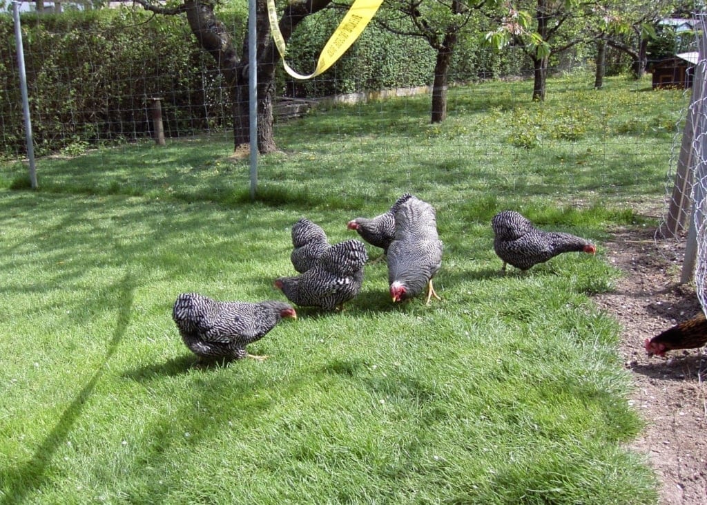 Pollos de corral