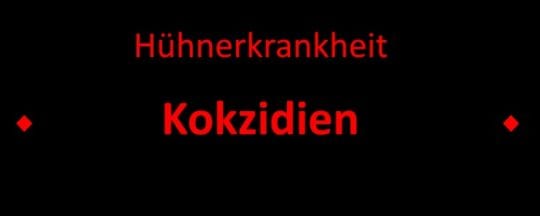 Kokzidien - Kükenruhr