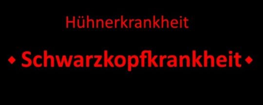 Schwarzkopfkrankheit