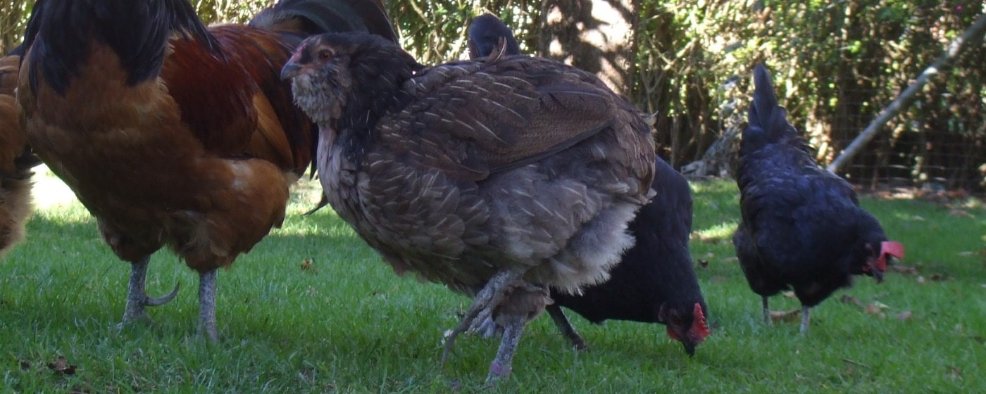 Hühnerrasse Araucana