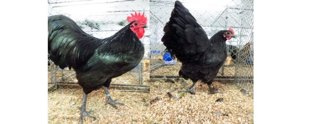 Australorp
