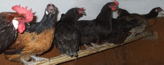 Einrichtung für den Hühnerstall