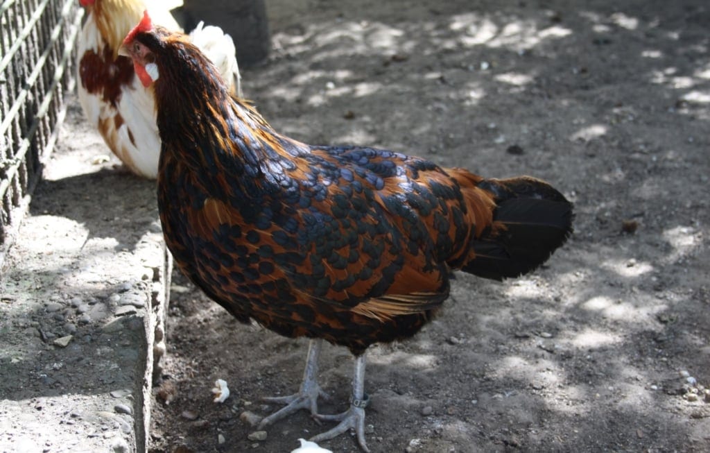 Hamburger Hühner goldlack