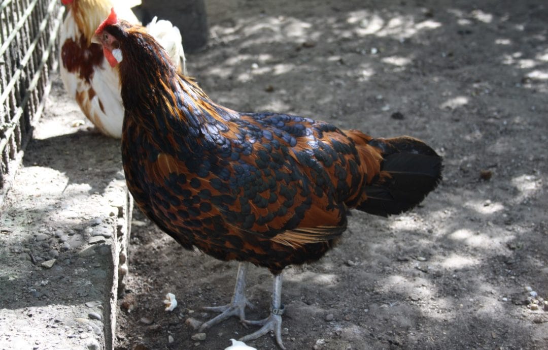 Hamburger Hühner goldlack