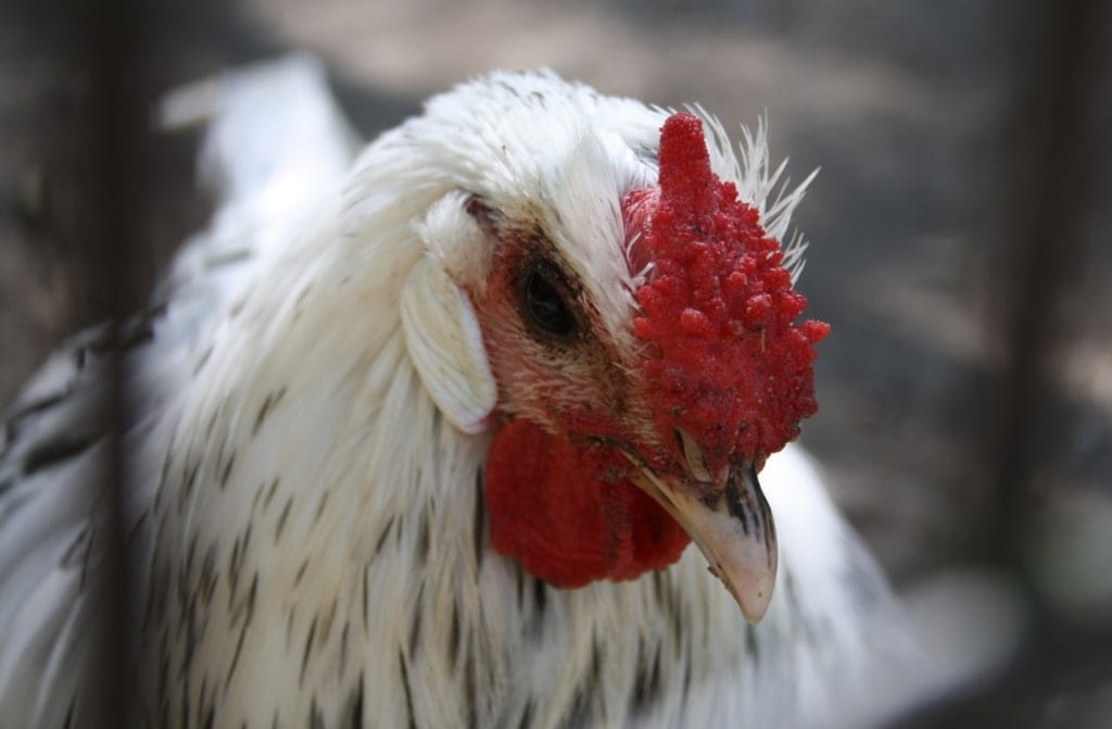 Rosenkamm beim Hamburger Hahn