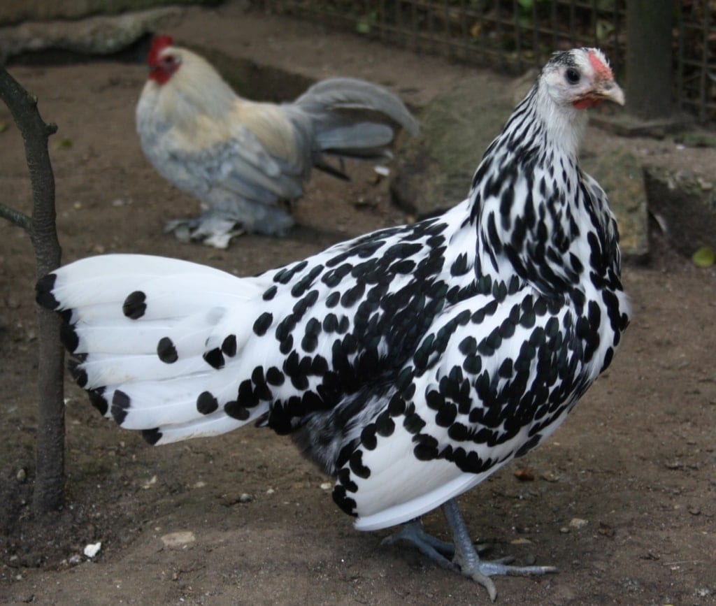 Hamburger Huhn im Profil