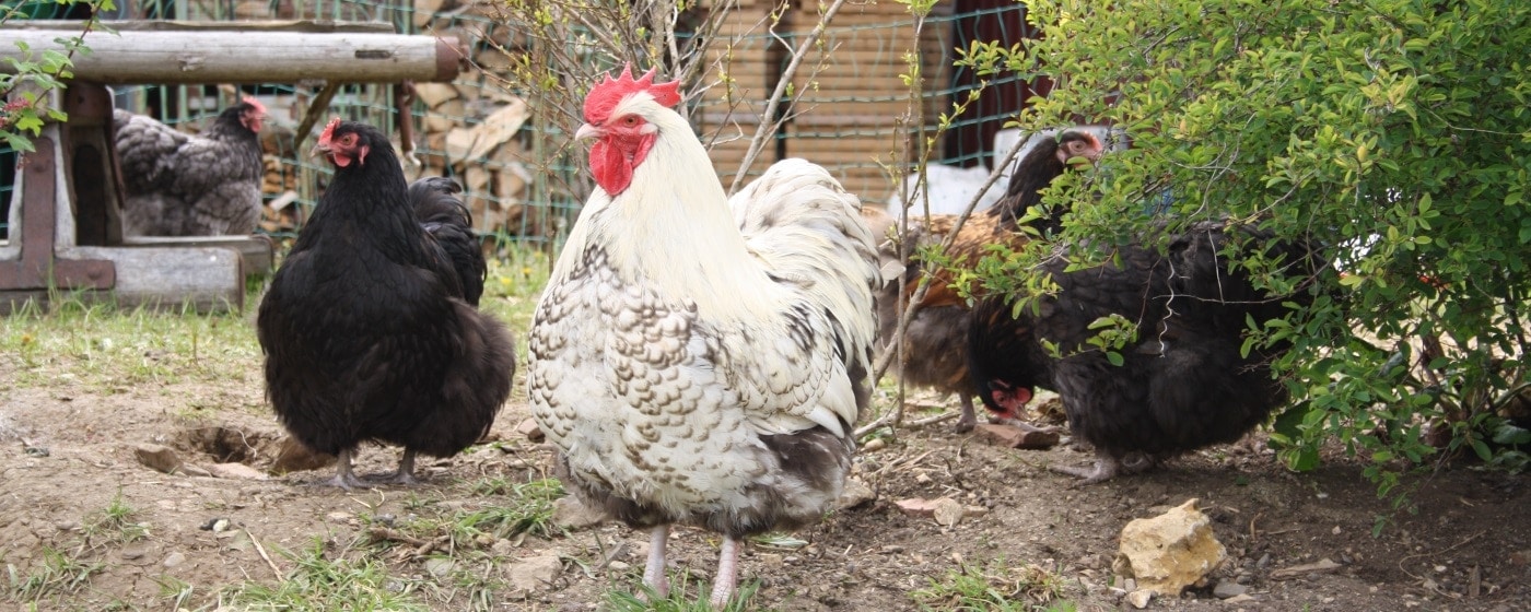 Hühnerhaltung Expertenwissen und Anfängertipps