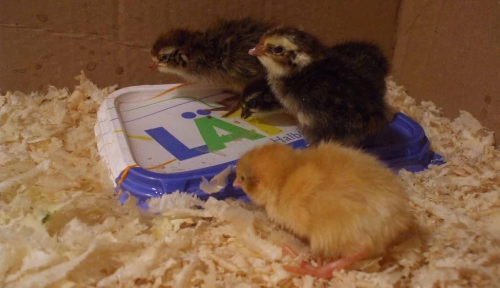 Flache Wasserschale für die Küken