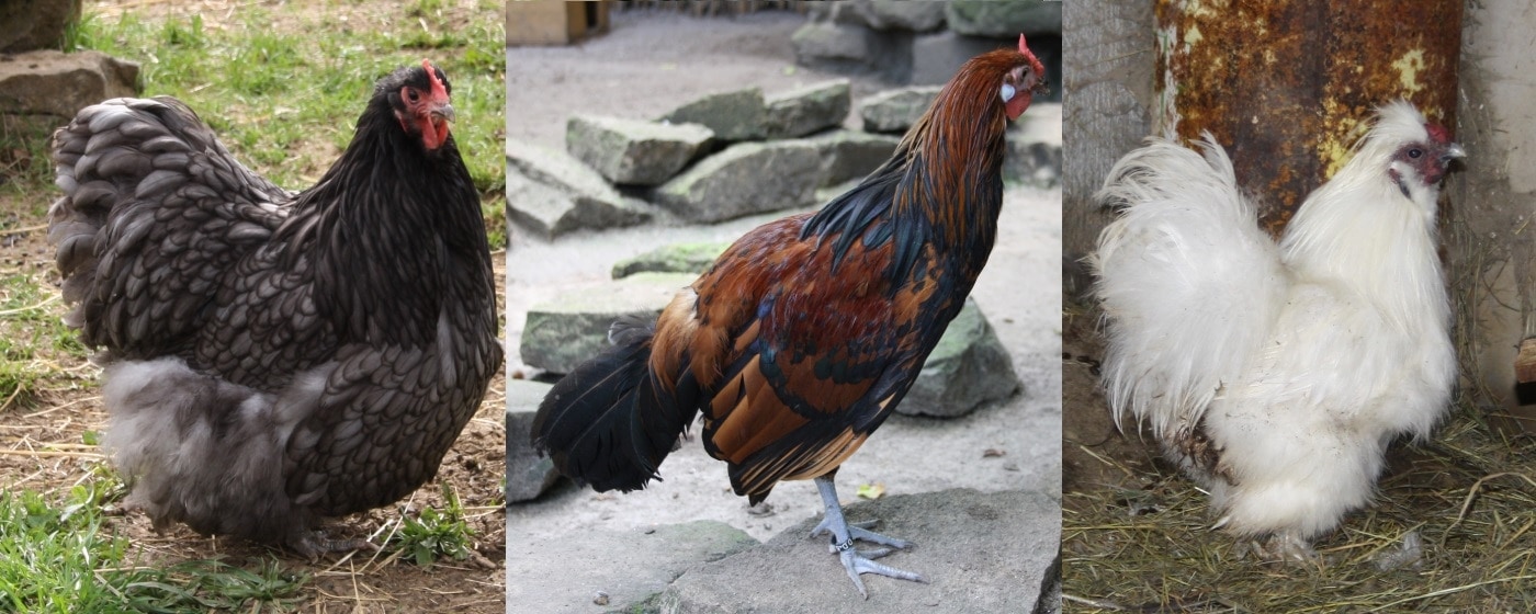 Anatomie und Körperbau bei Hühnern