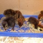 Küken picken aus der Futterschale