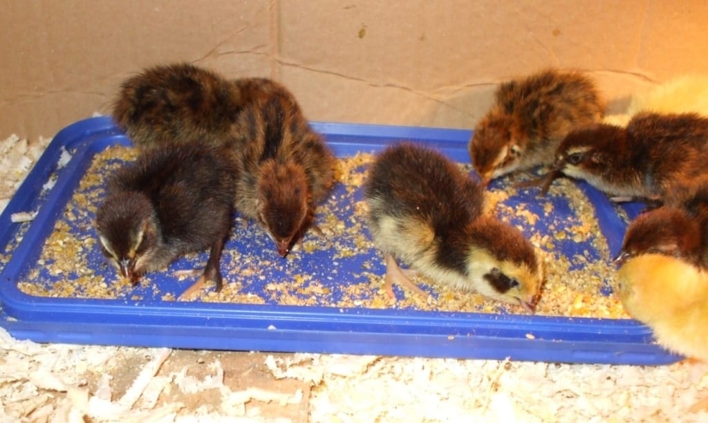 K&uuml;ken aus k&uuml;nstlicher Brut