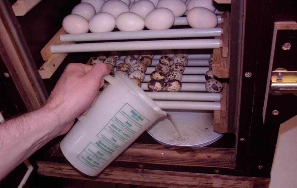 Luftfeuchte im Brutkasten