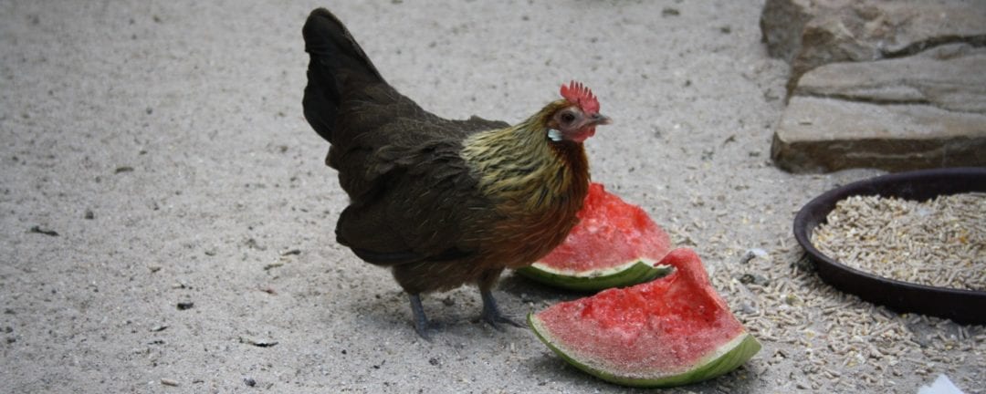 Die richtige Ernährung der Hühner