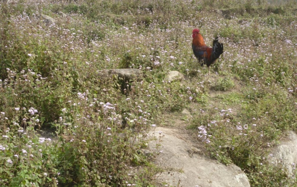 Unbegrenzter Auslauf für die Hühner