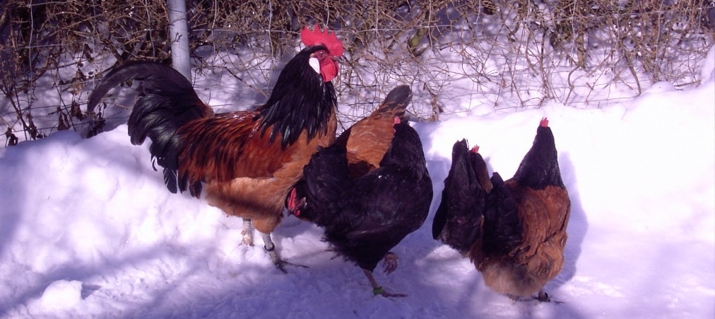 Alimento para pollos en verano e invierno.