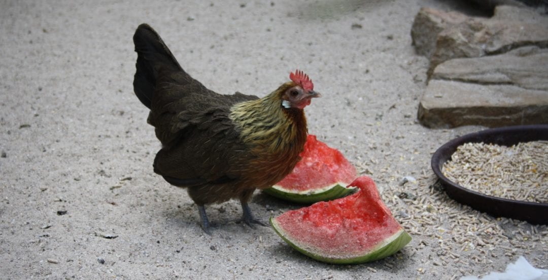 Obst als Hühnerfutter - Wassermelone