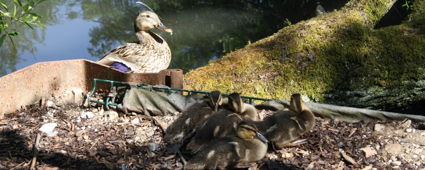 Entenfutter für Küken und ausgewachsene Enten