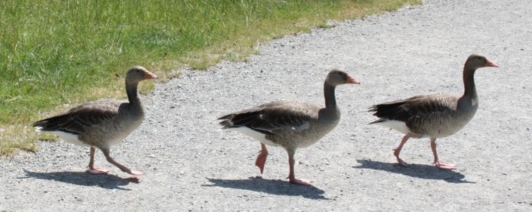 Gänse halten im eigenen Garten So ist Gänsehaltung kinderleicht!
