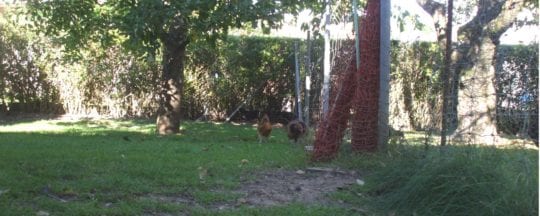 Hühnerzaun um den Auslauf der Hühner