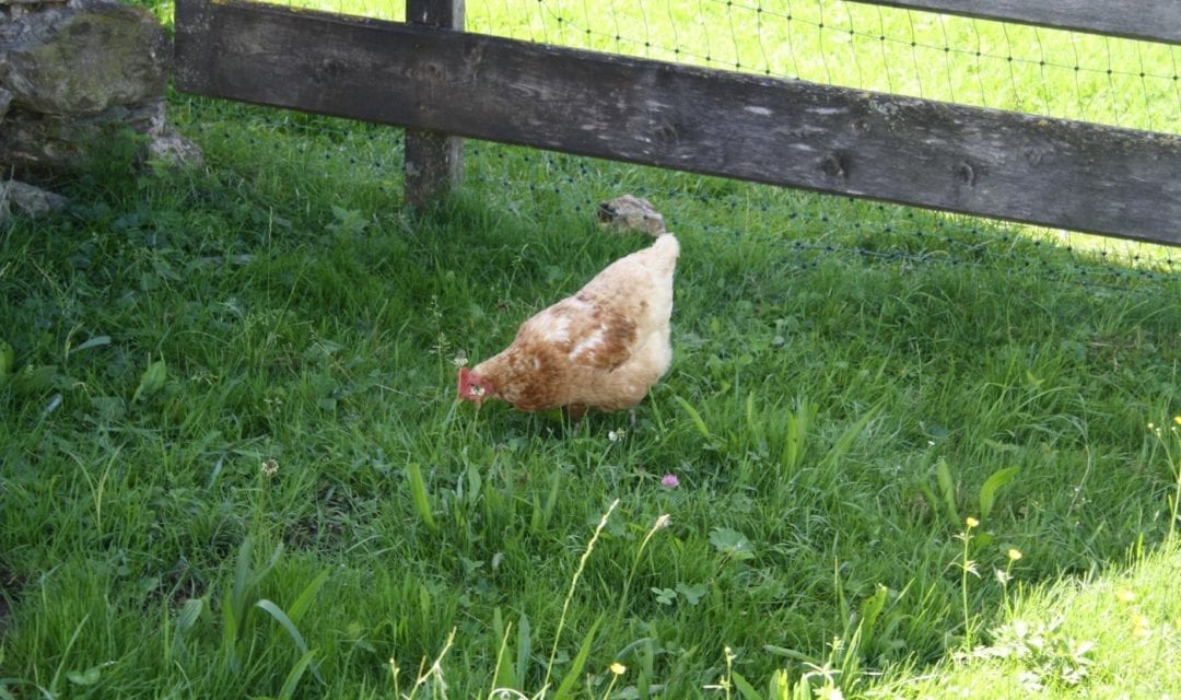 Huhn mit viel Platz