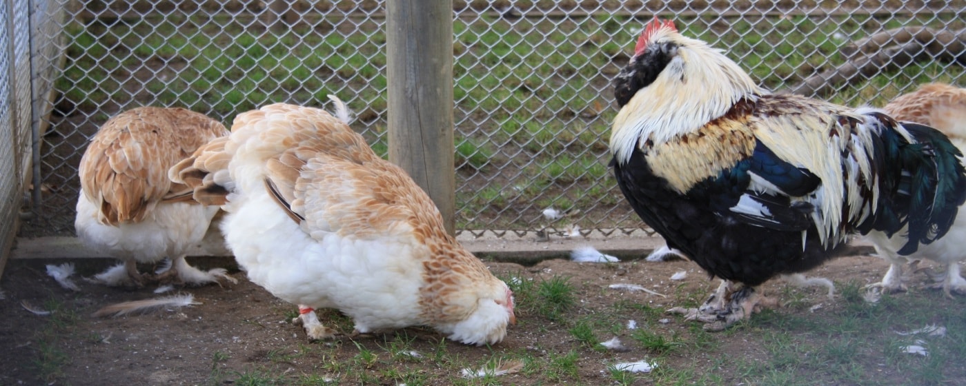 Futter und Ernährung während der Mauser der Hühner
