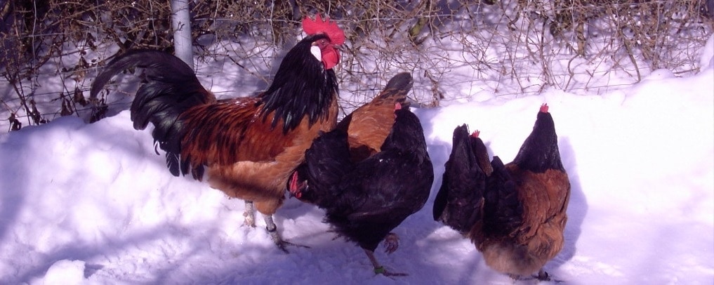 Hühnerfutter im Winter