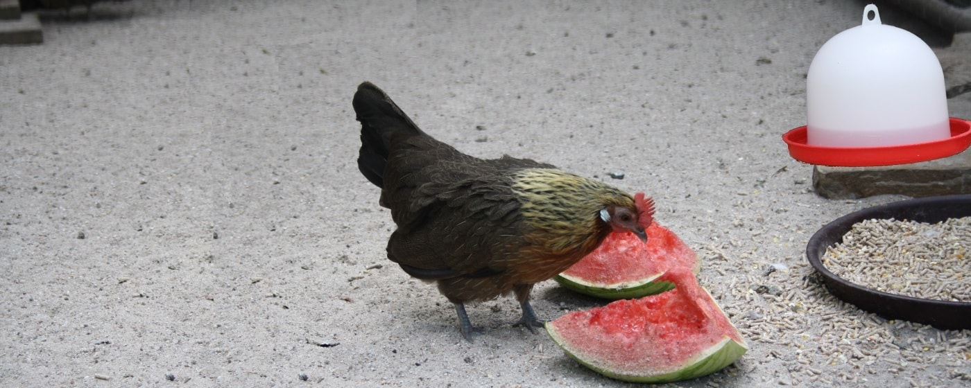 Futterzubehör für Hühner