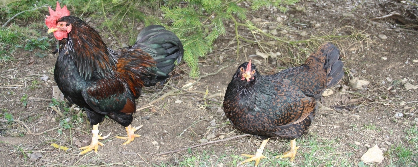 Ursprünge der Zwerg Barnevelder