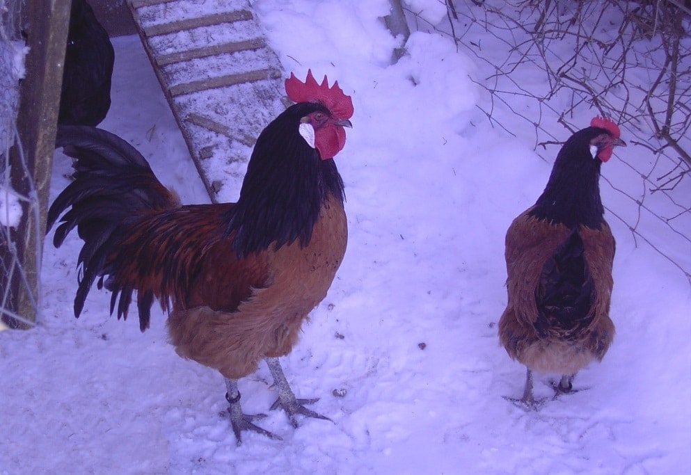 Pollos en la nieve