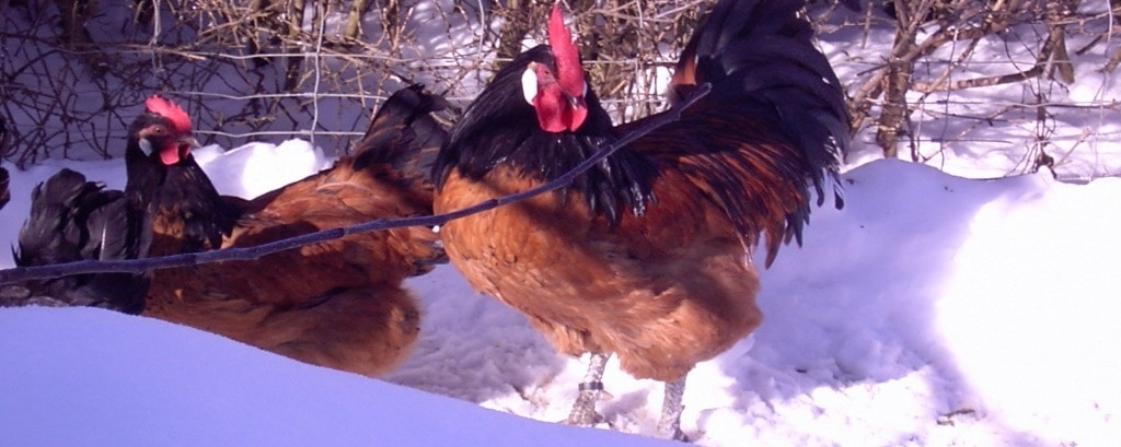 Frostfreie Hühnertränke im Winter