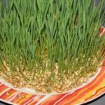 Weizenkeimlinge nach wenigen Tagen