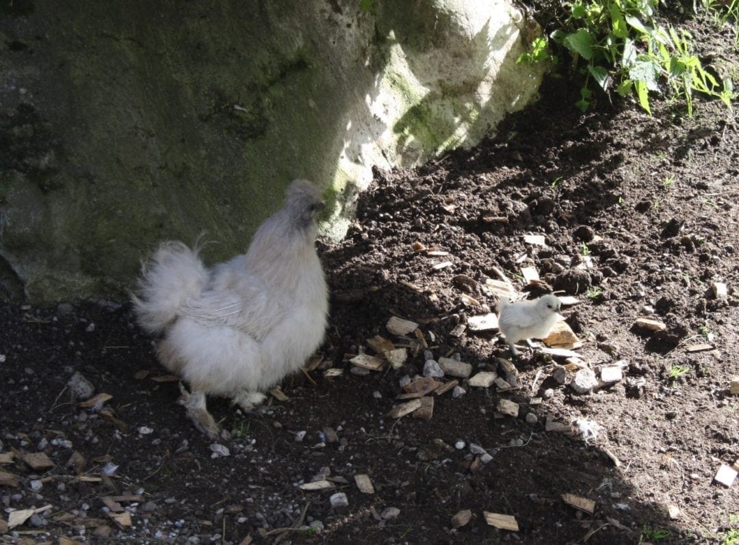 Seidenhühner Henne mit Küken aus Naturbrut