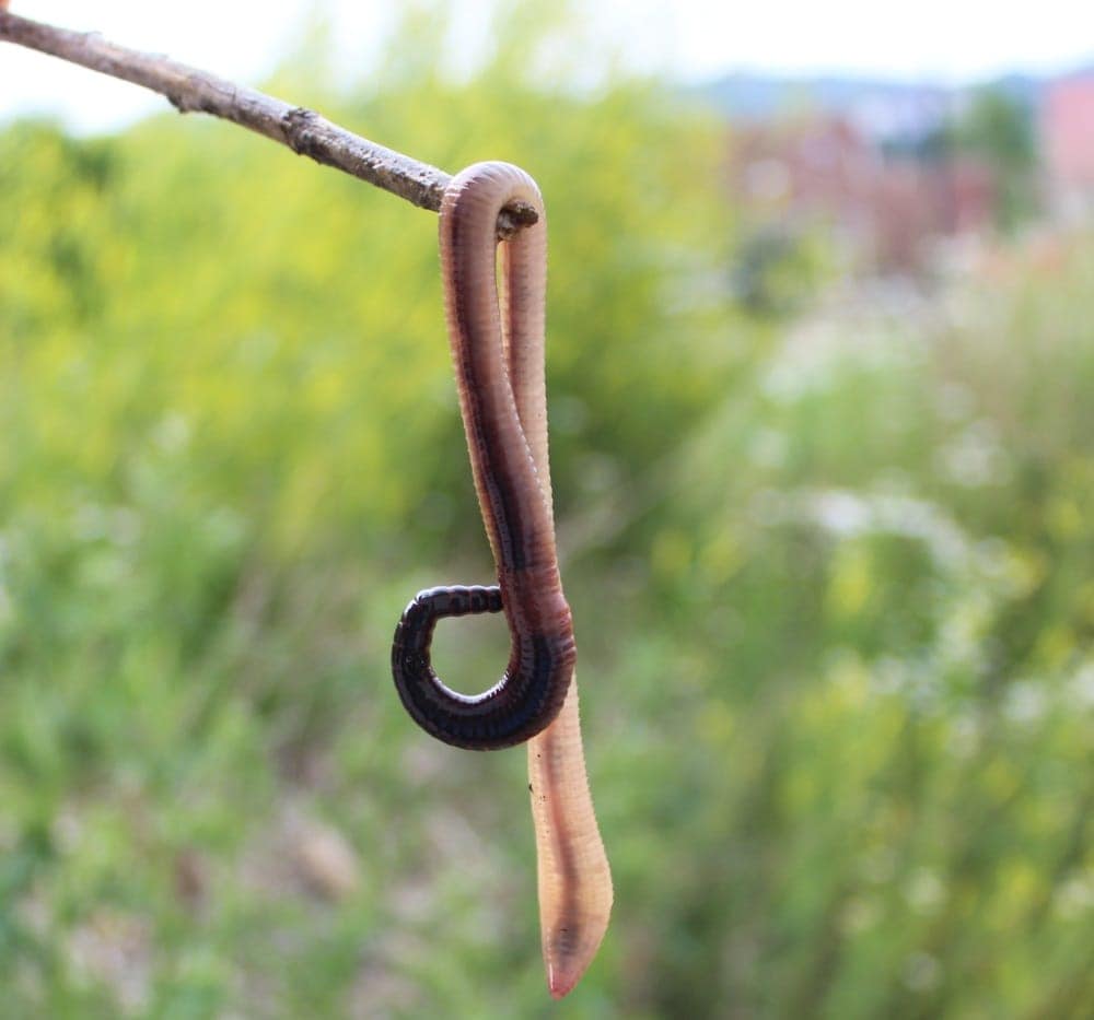 Würmer für Hühner sammeln . Der Lekckerbissen aus dem eigenen Garten
