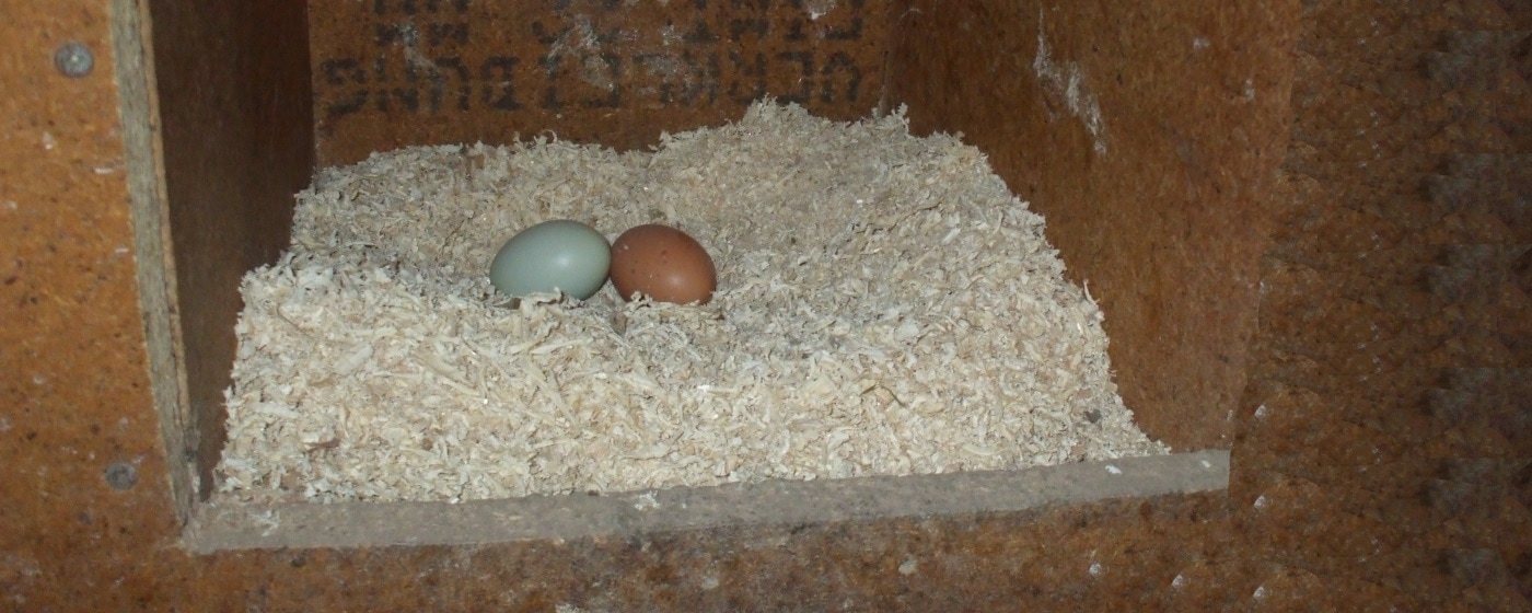 Verschiedene Varianten Hochwertige Variante Koll Living Legenest für Hühner Eiernest für Geflügel 