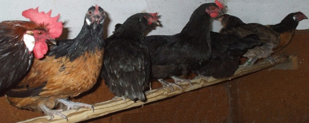 Sitzstangen als Einrichtung im Hühnerstall