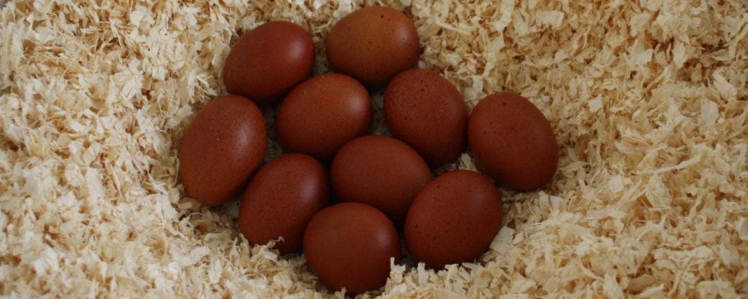 Eier Schieren Anleitung So Kann Man Befruchtete Eier Erkennen eier-schieren-anleitung-so-kann-man-befruchtete-eier-erkennen