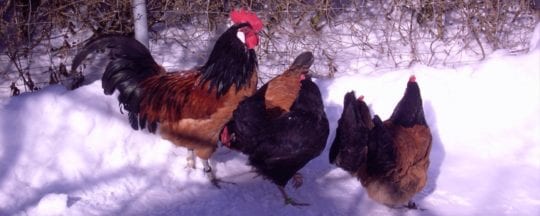 Hühner im Winter