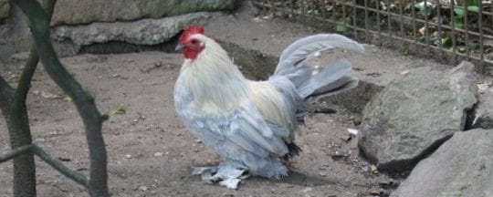 Federfüßige Zwerghühner