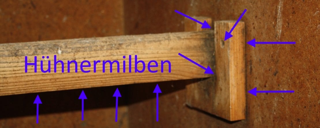 Milbenplaage - Hühnermilben bekämpfen mit einfachen Mitteln