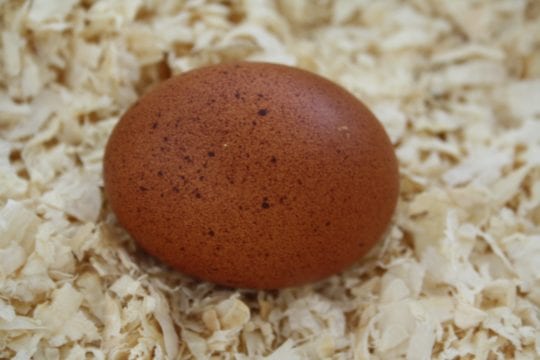 Maran Ei mit sprenkeln