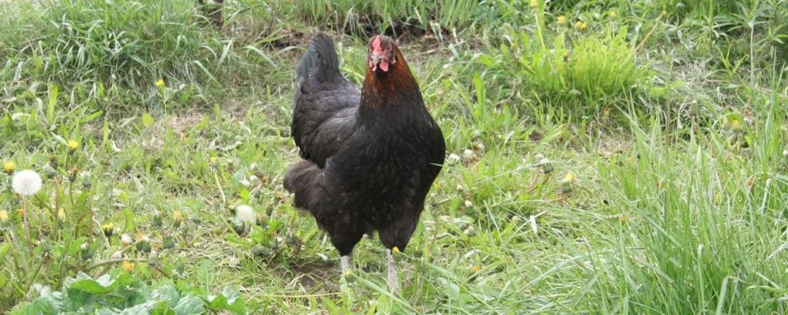 Marans Hühner