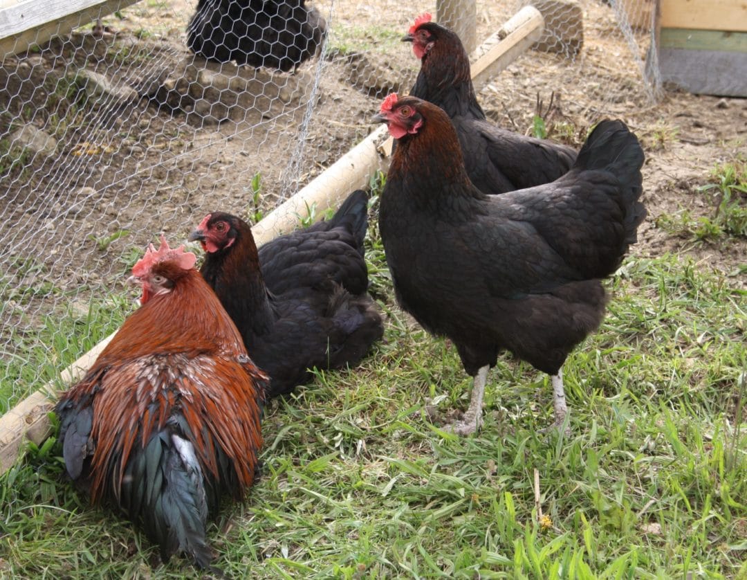 Marans Hühner im Freilauf