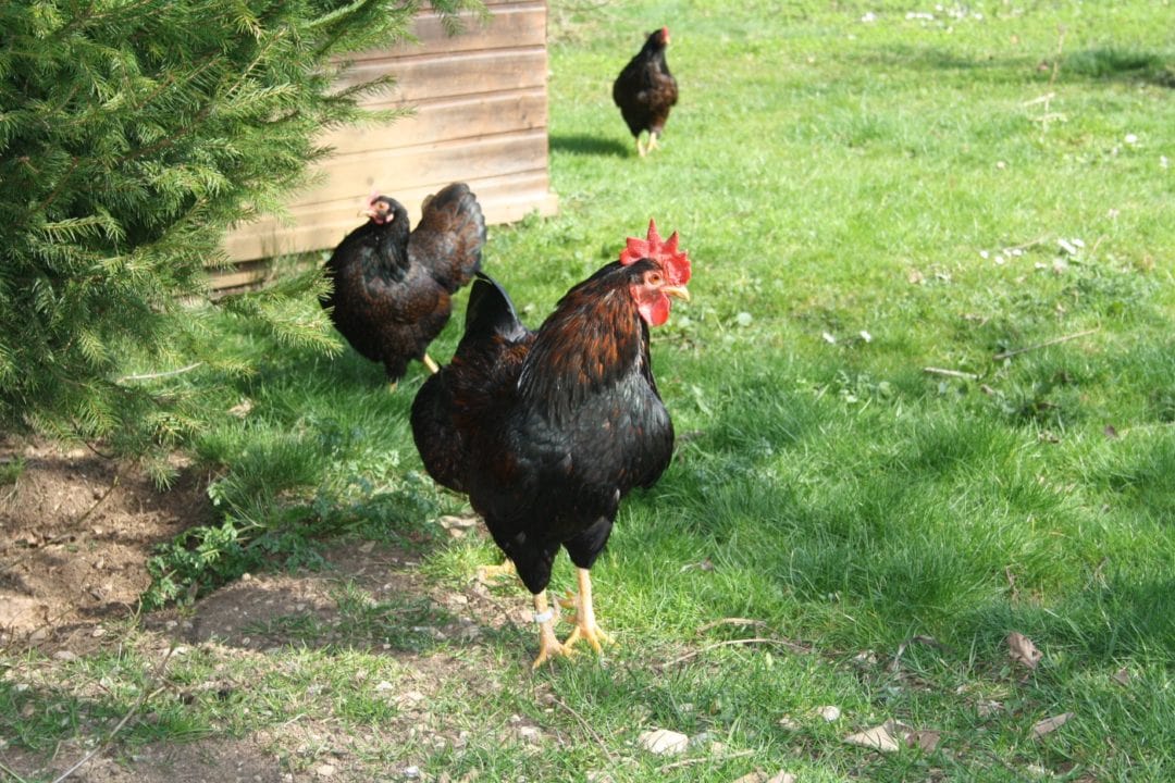 Auslauf für kleine Hühnerrassen