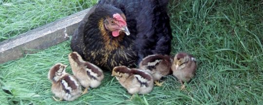 Wie lange brüten Hühner? - Glucke mit Küken