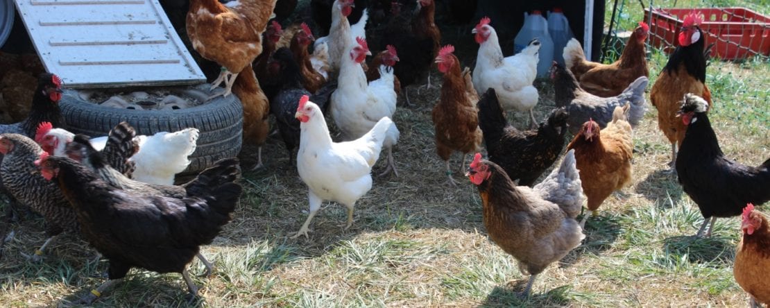 Häufige Fragen zur Haltung von Hühnern