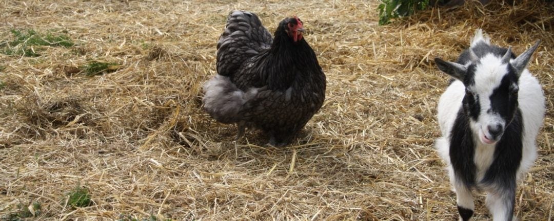 Zwerghühner Rassen von A-Z: Übersicht mit Legeleistung, Gewicht, usw.