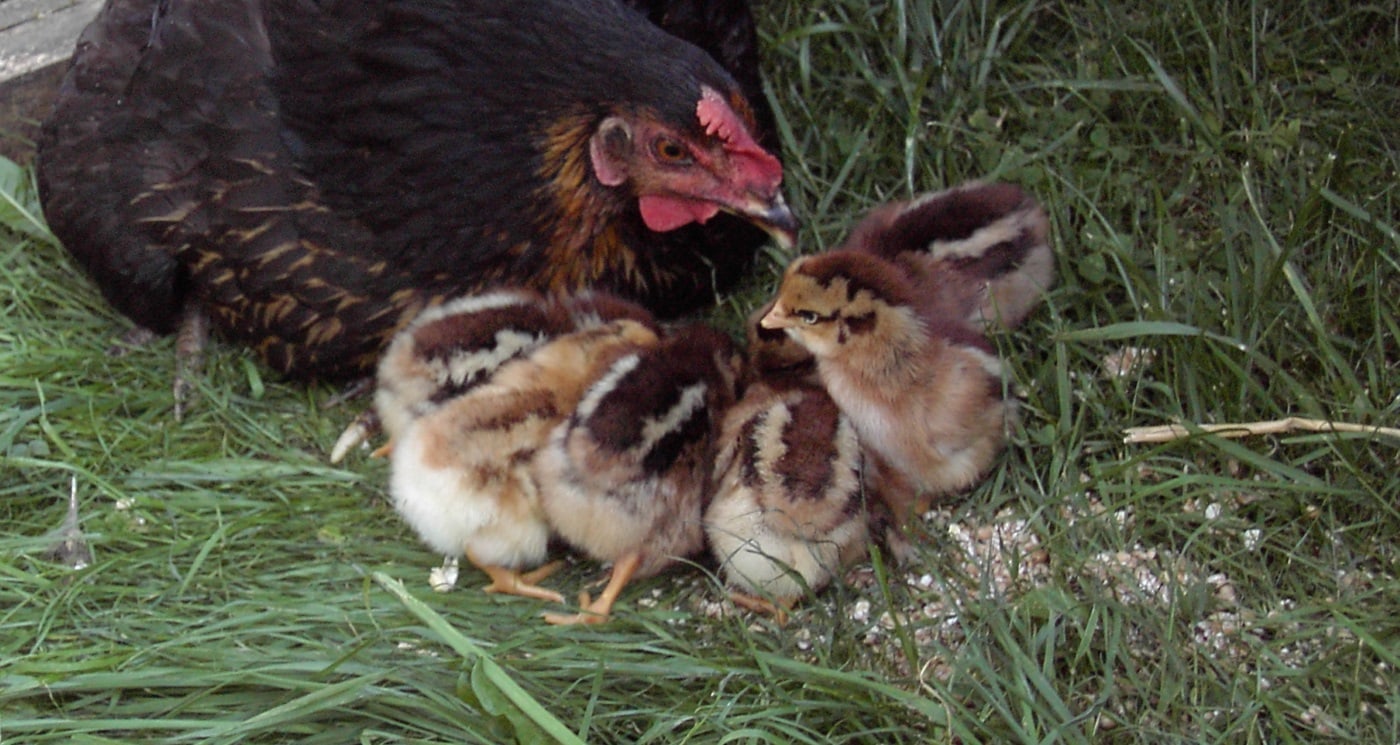 Huhn Wie Bei Den Einheimischen Auf Bali — Rezepte Suchen